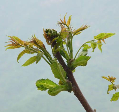 ps中通道抠图花卉