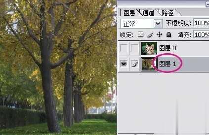 photoshop利用通道为猫咪画面选出主体(12)